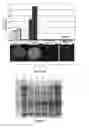 Fig. 26 - System For Expression Of Genes In Plants From A Virus-Based Expression Vector