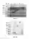 Fig. 27 - System For Expression Of Genes In Plants From A Virus-Based Expression Vector