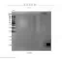 Fig. 05 - MONOCOTYLEDON TRANSGENIC METHOD FOR INVADING GROWING POINTS OF SEED BUDS MINIMALLY AND FULLY