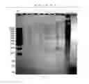 Fig. 06 - MONOCOTYLEDON TRANSGENIC METHOD FOR INVADING GROWING POINTS OF SEED BUDS MINIMALLY AND FULLY