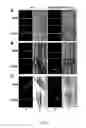 Fig. 06 - Methods for enhancing root growth of plants
