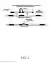 Fig. 05 - METHOD OF GENETICALLY ALTERING AND PRODUCING ALLERGY FREE CATS