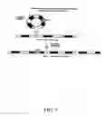 Fig. 06 - METHOD OF GENETICALLY ALTERING AND PRODUCING ALLERGY FREE CATS