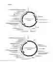 Fig. 24 - Vectors and methods for genetic immunization