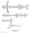 Fig. 65 - METHODS FOR CONTROLLING STEM CELL DIFFERENTIATION