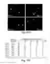 Fig. 99 - METHODS FOR CONTROLLING STEM CELL DIFFERENTIATION