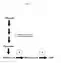 Fig. 41 - Method for producing 3-hydroxypropionic acid and other products