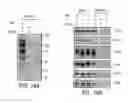 Fig. 16 - Method and compositions for the detection of protein glycosylation