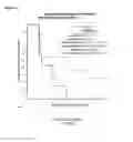 Fig. 02 - DIAGNOSTIC MARKERS FOR TREATING CELL PROLIFERATIVE DISORDERS WITH TELOMERASE INHIBITORS