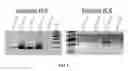 Fig. 05 - COMPOSITIONS AND METHODS FOR DETECTING, EXTRACTING, VISUALIZING, AND IDENTIFYING PROTOMYXZOA RHUEMATIC