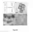 Fig. 63 - Uniform, Functionalized, Cross-Linked Nanostructures for Monitoring pH