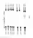 Fig. 06 - DEVICE FOR PERFORMING ELECTROPHORESIS PRODUCING MIRROR COPIES OF SEPARATED PROTEINS BY USING THE SAME GEL AND THE SAME SAMPLES