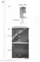 Fig. 07 - Antibody composition, kit for preparing antibody composition, and immunostaining method