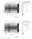 Fig. 12 - Nanocomposite high order nonlinear optical-element