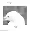 Fig. 05 - Blind defringing for color images