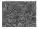 Fig. 01 - Graphene/graphite polymer composite foam derived from emulsions stabilized by graphene/graphite kinetic trapping