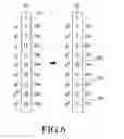 Fig. 06 - METHOD AND APPARATUS FOR DECODING NON-BINARY LOW DENSITY PARITY CHECK CODE IN COMMUNICATION SYSTEM