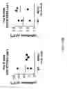 Fig. 19 - Hybrid light chain mice