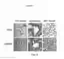 Fig. 06 - Humanized dipeptidyl peptidase IV (DPP4) animals