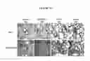 Fig. 20 - Humanized dipeptidyl peptidase IV (DPP4) animals