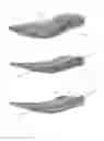 Fig. 46 - Footwear with traction elements