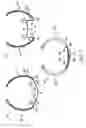 Fig. 07 - Wristband with recessed clasp and method of assembling and operating same