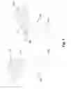 Fig. 05 - Mechanism for ganging tables