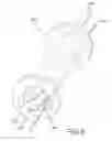 Fig. 11 - MULTI-CHAMBERED CANNULA
