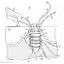 Fig. 01 - Anti-backup suture anchor
