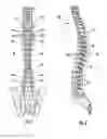 Fig. 02 - Bilateral contoured rod and methods of use