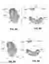 Fig. 10 - Body structure imaging