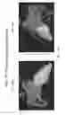 Fig. 20 - Body structure imaging