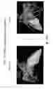 Fig. 22 - Body structure imaging