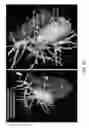 Fig. 32 - Body structure imaging