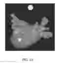 Fig. 42 - Body structure imaging