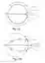 Fig. 28 - Device and method for deploying and attaching an implant to a biological tissue