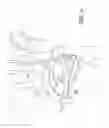 Fig. 10 - SCAPHOLUNATE CONSTRUCT
