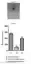 Fig. 09 - Pharmaceutical composition for protecting wounds, providing hemostasis, or preventing adhesion in the gastrointestinal tract
