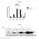 Fig. 09 - USE OF SELECTIVE DELTA-OPIOID RECEPTOR ANTAGONISTS AND SPECIFIC SENSORY RECEPTOR LIGANDS