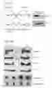 Fig. 02 - Compositions and Methods for the Prevention and Treatment of Osteolysis and Osteoporosis