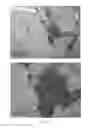 Fig. 08 - Use of alginate compositions in preventing or reducing liver damage caused by a hepatotoxic agent