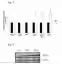 Fig. 02 - Compositions and methods involving endogenous retrovirus proteins