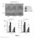 Fig. 06 - Notch Ligand Bound Biocompatible Substrates And Their Use In Bone Formation