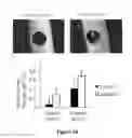 Fig. 11 - Notch Ligand Bound Biocompatible Substrates And Their Use In Bone Formation