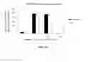 Fig. 17 - LAMININS, DERIVATIVES, AND COMPOSITIONS INCLUDING SAME AND METHODS FOR THEIR THERAPEUTIC USE