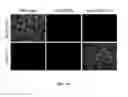 Fig. 27 - LAMININS, DERIVATIVES, AND COMPOSITIONS INCLUDING SAME AND METHODS FOR THEIR THERAPEUTIC USE