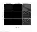 Fig. 33 - LAMININS, DERIVATIVES, AND COMPOSITIONS INCLUDING SAME AND METHODS FOR THEIR THERAPEUTIC USE