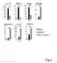 Fig. 09 - Composition having tissue-repairing activity, and use therefor