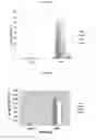 Fig. 03 - Immunogenic WT-1 peptides and methods of use thereof