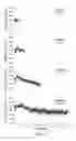 Fig. 08 - Implants for administering substances and methods of producing implants